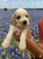 Champ, a male English Cocker Spaniel for sale in Dayton, TX – Photo 2 of 4