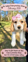 Ginger , a female English Cocker Spaniel for sale in Dayton, TX – 1 of 6