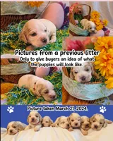 Ginger , a female English Cocker Spaniel for sale in Dayton, TX – 5 of 6