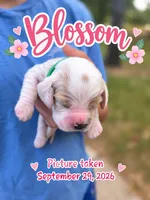 Blossom, a female English Cocker Spaniel for sale in Dayton, TX – 2 of 6