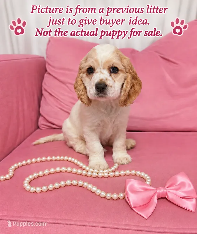 Ellie – English Cocker Spaniel puppy for sale in Dayton, TX