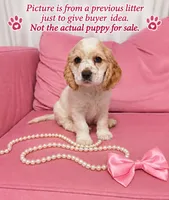 Ellie, a female English Cocker Spaniel for sale in Dayton, TX – 1 of 6