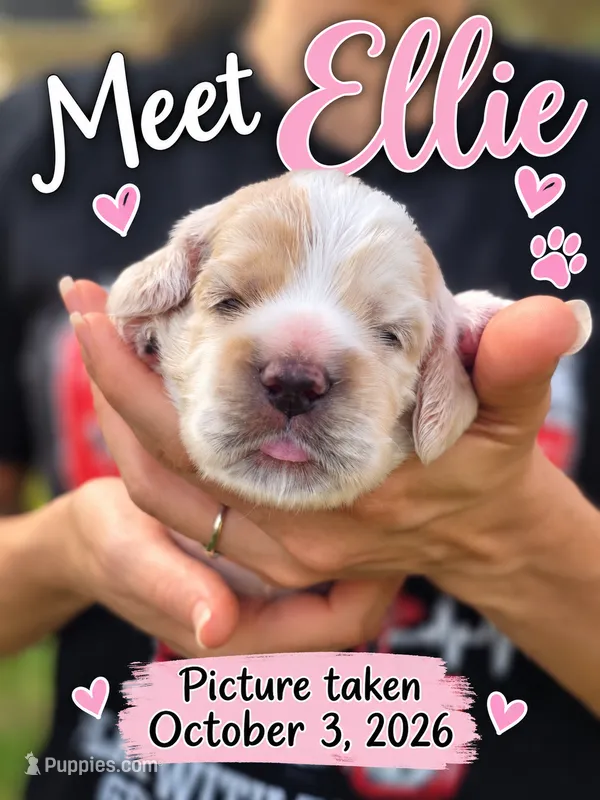 Ellie – English Cocker Spaniel puppy for sale in Dayton, TX