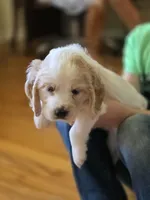 Hunter, a male English Cocker Spaniel for sale in Dayton, TX – Photo 2 of 7