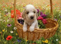 Charlie, a male English Cocker Spaniel for sale in Dayton, TX – Photo 3 of 7