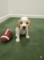 Charlie, a male English Cocker Spaniel for sale in Dayton, TX – Photo 2 of 7