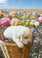 Teddy, a male English Cocker Spaniel for sale in Dayton, TX – Photo 3 of 4