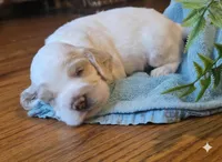 Teddy, a male English Cocker Spaniel for sale in Dayton, TX – Photo 1 of 4