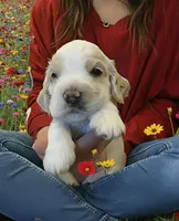 Teddy, a male English Cocker Spaniel for sale in Dayton, TX – Photo 4 of 4