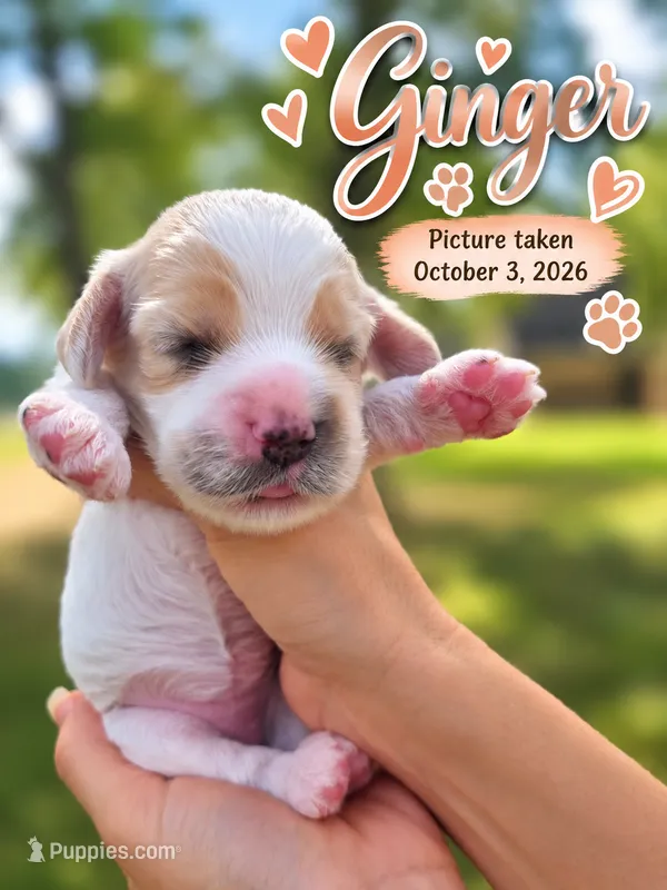 Ginger  – English Cocker Spaniel puppy for sale in Dayton, TX
