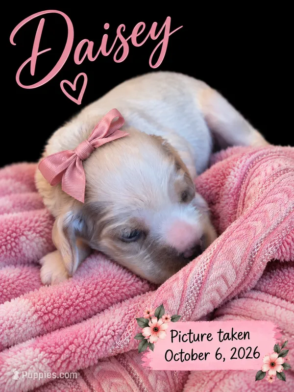 Daisy – English Cocker Spaniel puppy for sale in Dayton, TX