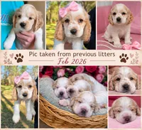 Blossom, a female English Cocker Spaniel for sale in Dayton, TX – 3 of 6