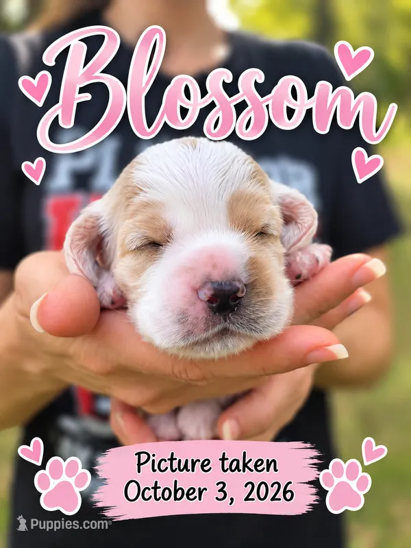 Blossom – English Cocker Spaniel puppy for sale in Dayton, TX