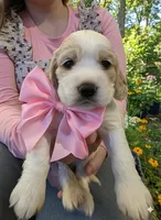 Pinkie Pie, a female English Cocker Spaniel for sale in Dayton, TX – Photo 3 of 4