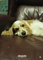 Pinkie Pie, a female English Cocker Spaniel for sale in Dayton, TX – Photo 6 of 9