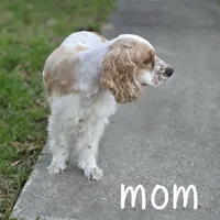 Pinkie Pie, a female English Cocker Spaniel for sale in Dayton, TX – Photo 7 of 9