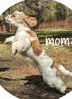 Pinkie Pie, a female English Cocker Spaniel for sale in Dayton, TX – Photo 5 of 9