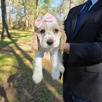 Pinkie Pie, a female English Cocker Spaniel for sale in Dayton, TX – Photo 2 of 9