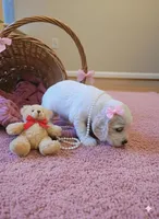 Pinkie Pie, a female English Cocker Spaniel for sale in Dayton, TX – Photo 2 of 4