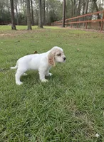 Pinkie Pie, a female English Cocker Spaniel for sale in Dayton, TX – Photo 4 of 9