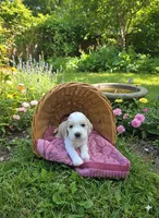 Pinkie Pie, a female English Cocker Spaniel for sale in Dayton, TX – Photo 4 of 4