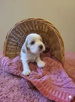 Pinkie Pie, a female English Cocker Spaniel for sale in Dayton, TX – Photo 1 of 4