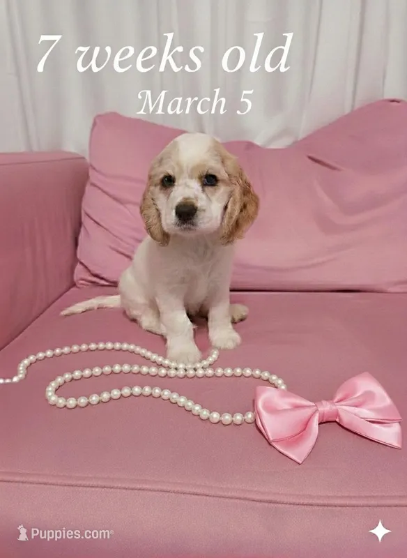 Pinkie Pie – English Cocker Spaniel puppy for sale in Dayton, TX