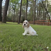 Pinkie Pie, a female English Cocker Spaniel for sale in Dayton, TX – Photo 3 of 9