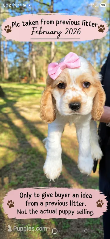Honey – English Cocker Spaniel puppy on hold in Dayton, TX