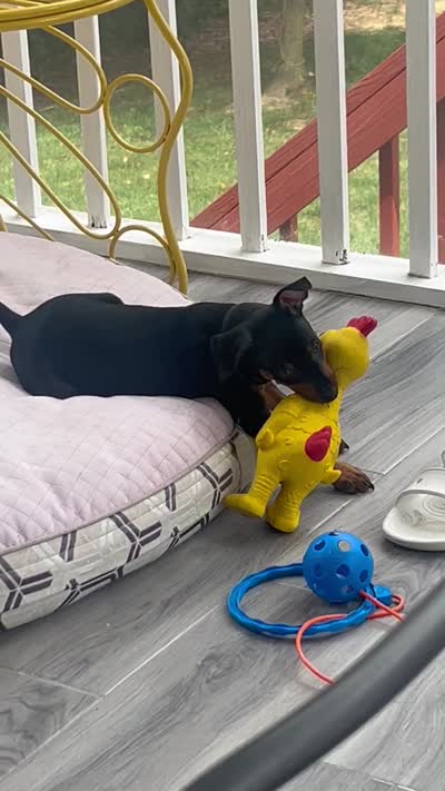 Rocco - AKC registered , a male Miniature Pinscher for sale in Richmond, VA – 3 of 3