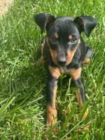 Rocco - AKC registered , a male Miniature Pinscher for sale in Richmond, VA – 2 of 3