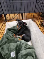 Rocco - AKC registered , a male Miniature Pinscher for sale in Richmond, VA – 1 of 3