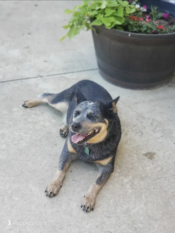 Coyté  – Australian Cattle Dog puppy for sale in Newton, IL