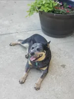 Coyté , a female Australian Cattle Dog for sale in Newton, IL – 1 of 4