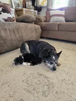Coyté , a female Australian Cattle Dog for sale in Newton, IL – 3 of 4