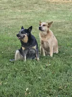 Coyté , a female Australian Cattle Dog for sale in Newton, IL – 2 of 4