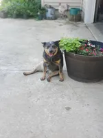 Coyté , a female Australian Cattle Dog for sale in Newton, IL – 4 of 4