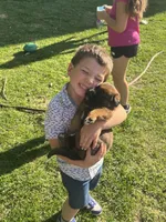 Puppy boy brown, a male German Shepherd Dog and Boxer for sale in Logansport, IN – 5 of 6