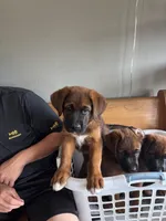 Puppy boy white, a male German Shepherd Dog and Boxer for sale in Logansport, IN – 2 of 4