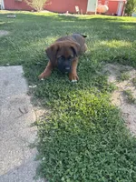 Puppy boy brown, a male German Shepherd Dog and Boxer for sale in Logansport, IN – 1 of 6