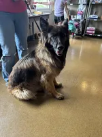 Puppy girl, a female German Shepherd Dog and Boxer for sale in Logansport, IN – 5 of 5