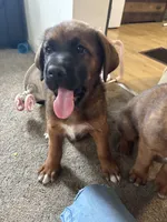 Puppy girl, a female German Shepherd Dog and Boxer for sale in Logansport, IN – 3 of 5