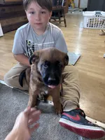 Puppy boy brown, a male German Shepherd Dog and Boxer for sale in Logansport, IN – 3 of 6