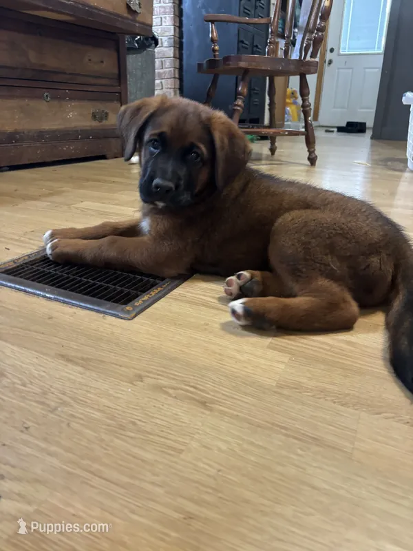 Puppy boy white – German Shepherd Dog, Boxer puppy for sale in Logansport, IN
