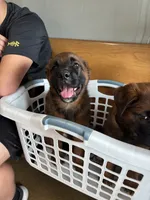Puppy boy brown, a male German Shepherd Dog and Boxer for sale in Logansport, IN – 2 of 6