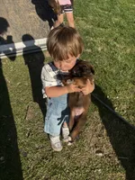 Puppy boy brown, a male German Shepherd Dog and Boxer for sale in Logansport, IN – 6 of 6