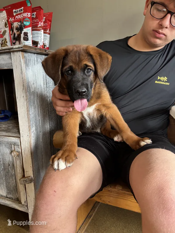 Puppy girl – German Shepherd Dog, Boxer puppy for sale in Logansport, IN