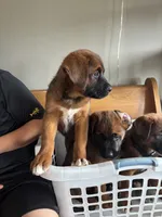 Puppy boy white, a male German Shepherd Dog and Boxer for sale in Logansport, IN – 3 of 4