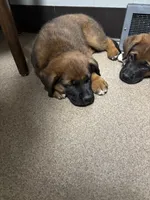 Puppy boy brown, a male German Shepherd Dog and Boxer for sale in Logansport, IN – 4 of 6