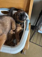 Puppy girl, a female German Shepherd Dog and Boxer for sale in Logansport, IN – 4 of 5